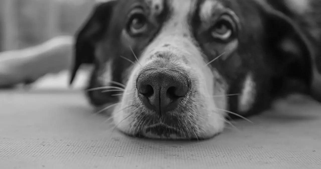 [西檬之家]深入解析K9犬系角色——西檬之家新人指南
